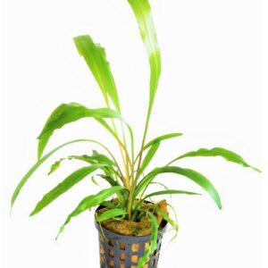 OCORYNE_SPIRALIS_5_CM_POT_eb617.jpg