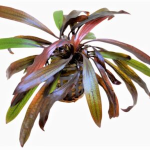 S_HOREMANNII_RED_5_CM_POT_17e5c.jpg