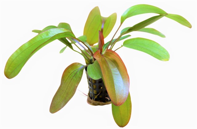 INODORUS_SPECTRA_5_CM_POT_ba704NKtDBXZsMyk7z.jpg