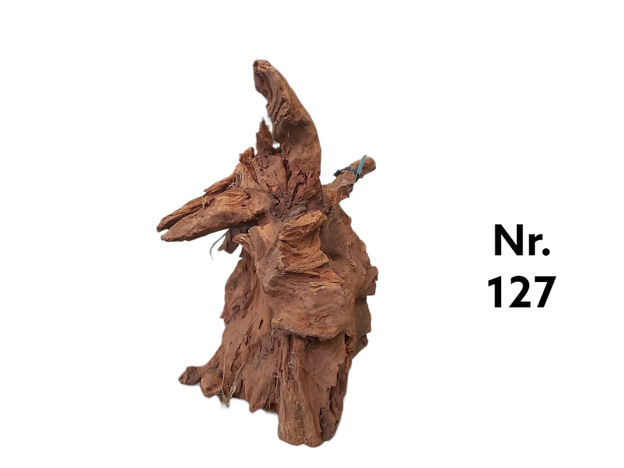 Mangrovenwurzel Nr. 127