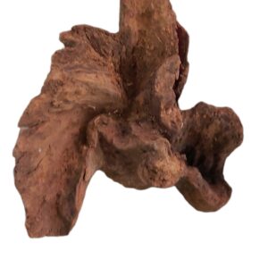 Mangrovenwurzel-Nr-149_.jpg