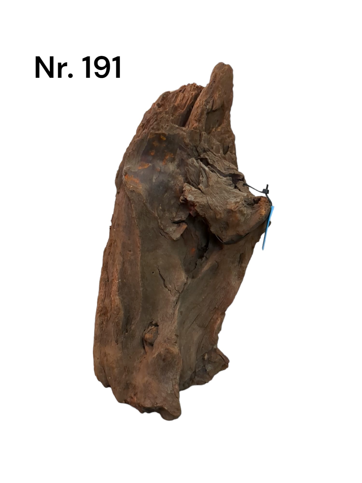 Mangrovenwurzel Nr. 191