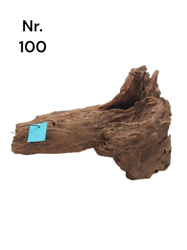 Mangrovenwurzel-Nr-100owqFgaFaBw9tZ.jpg