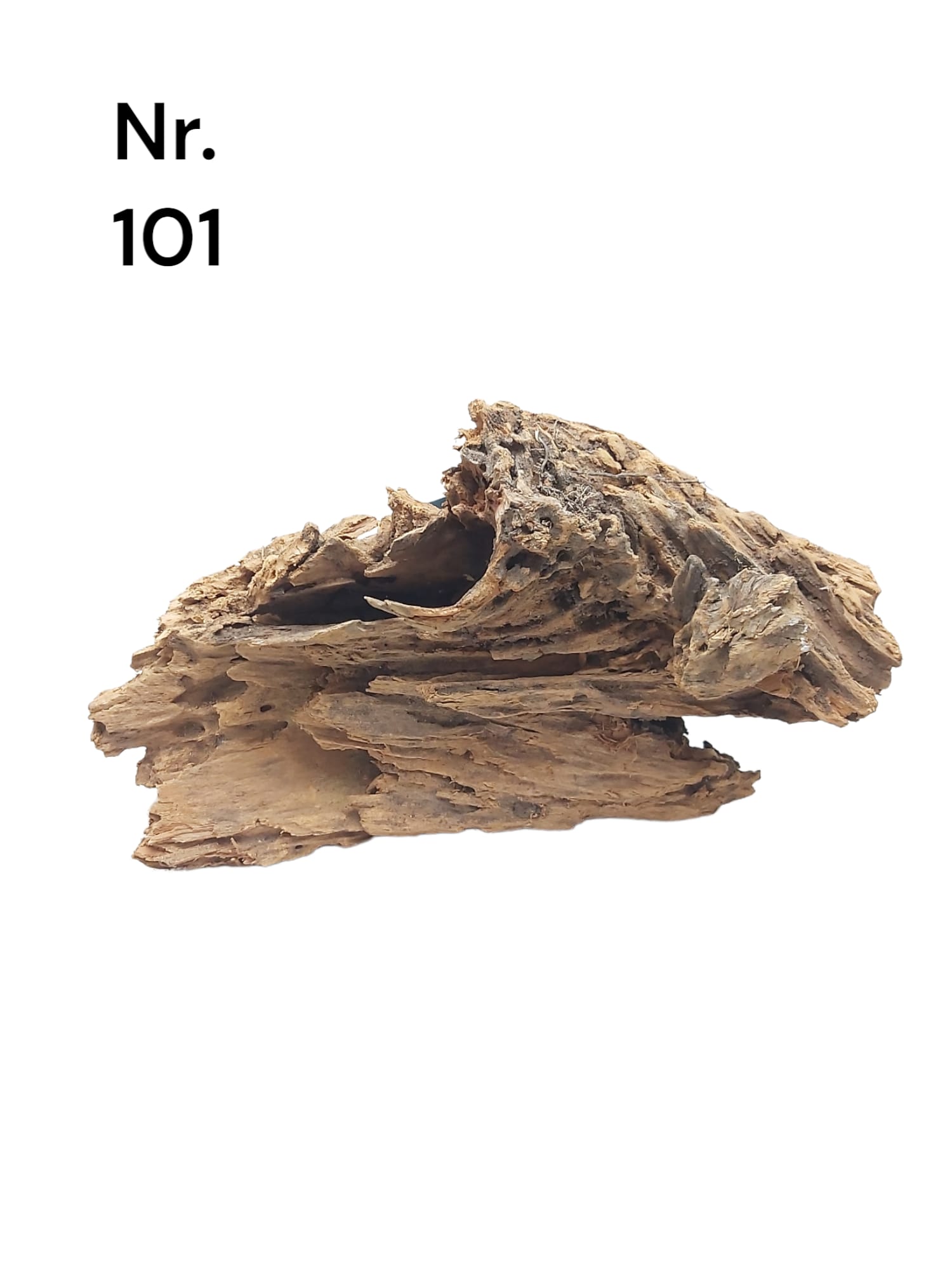 Mangrovenwurzel Nr. 101