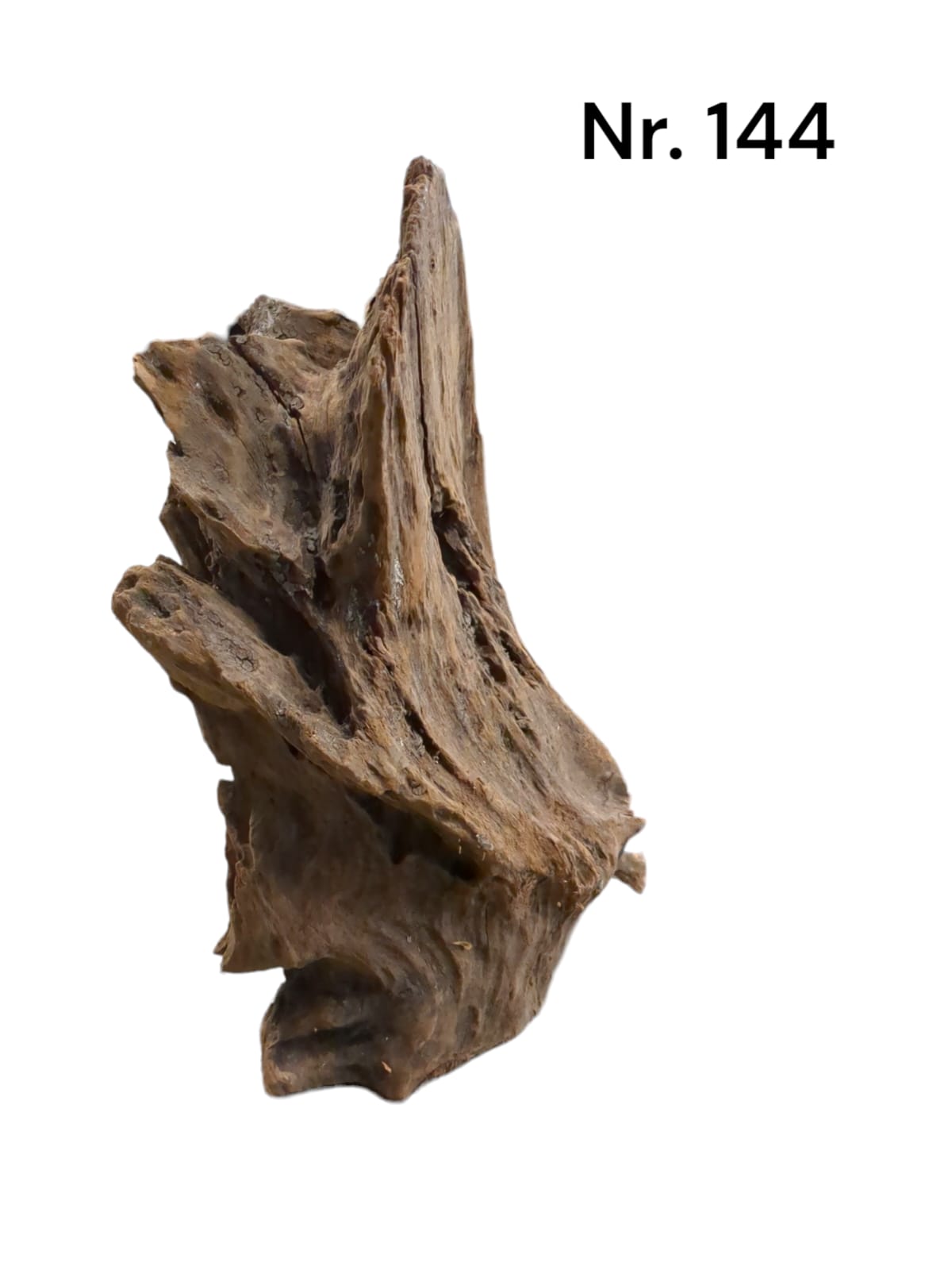 Mangrovenwurzel Nr. 144