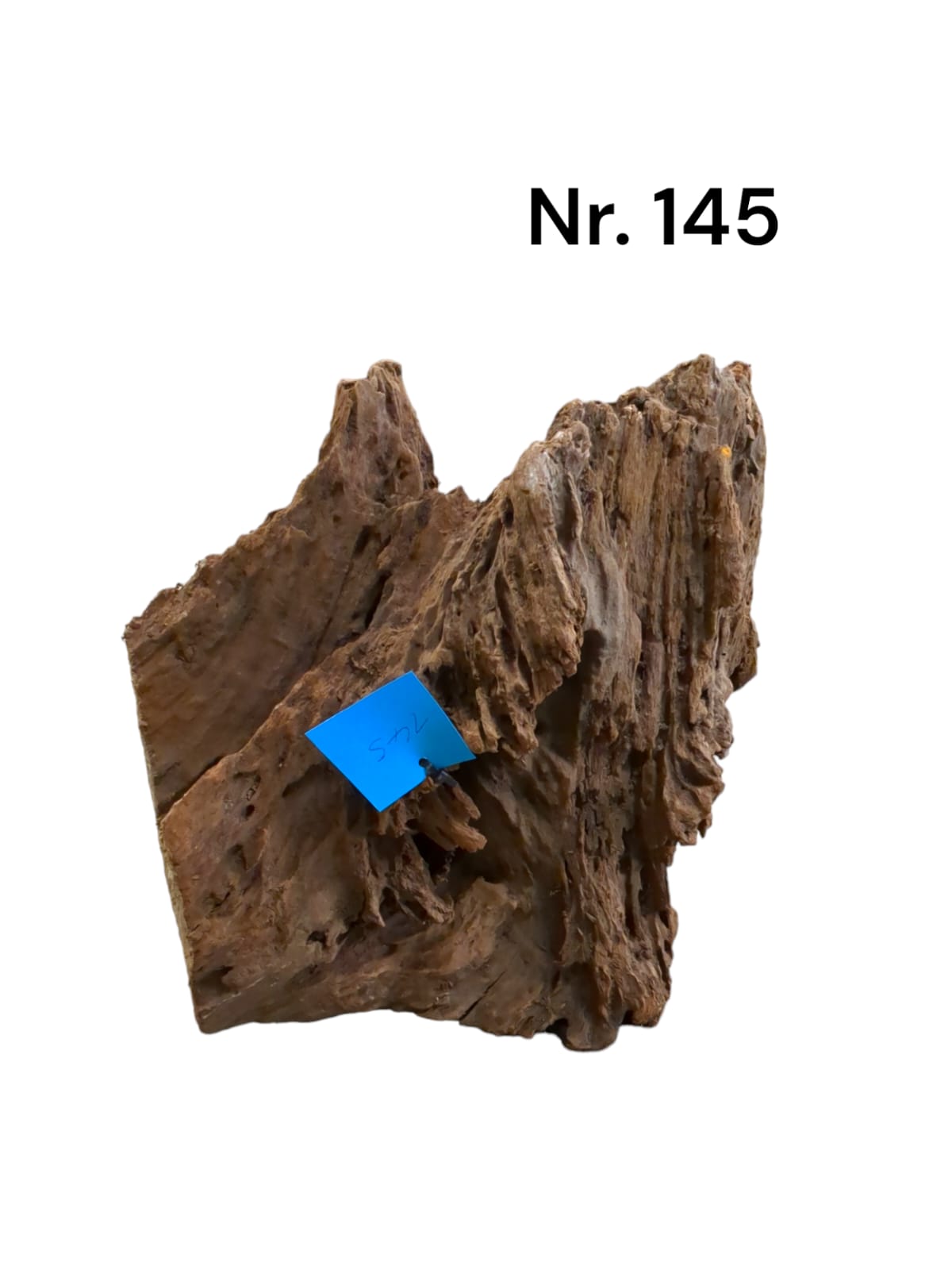 Mangrovenwurzel Nr. 145