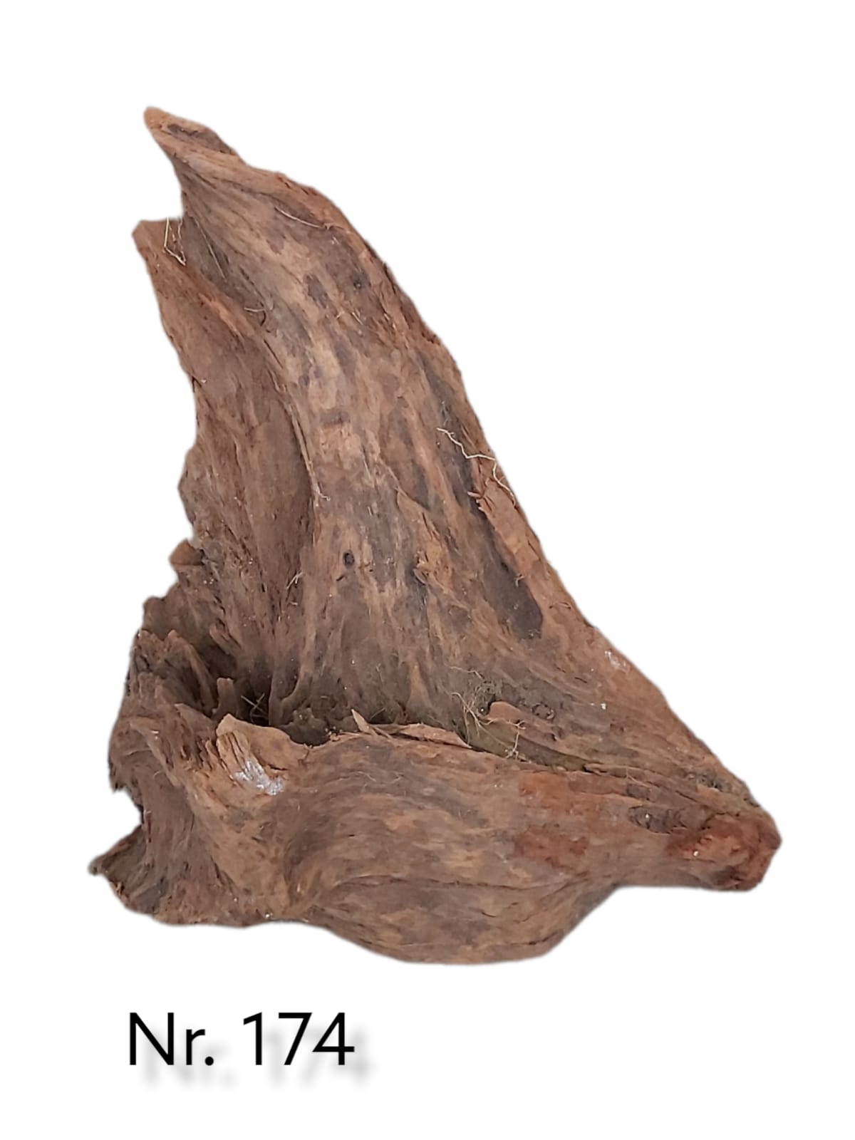 Mangrovenwurzel Nr. 174
