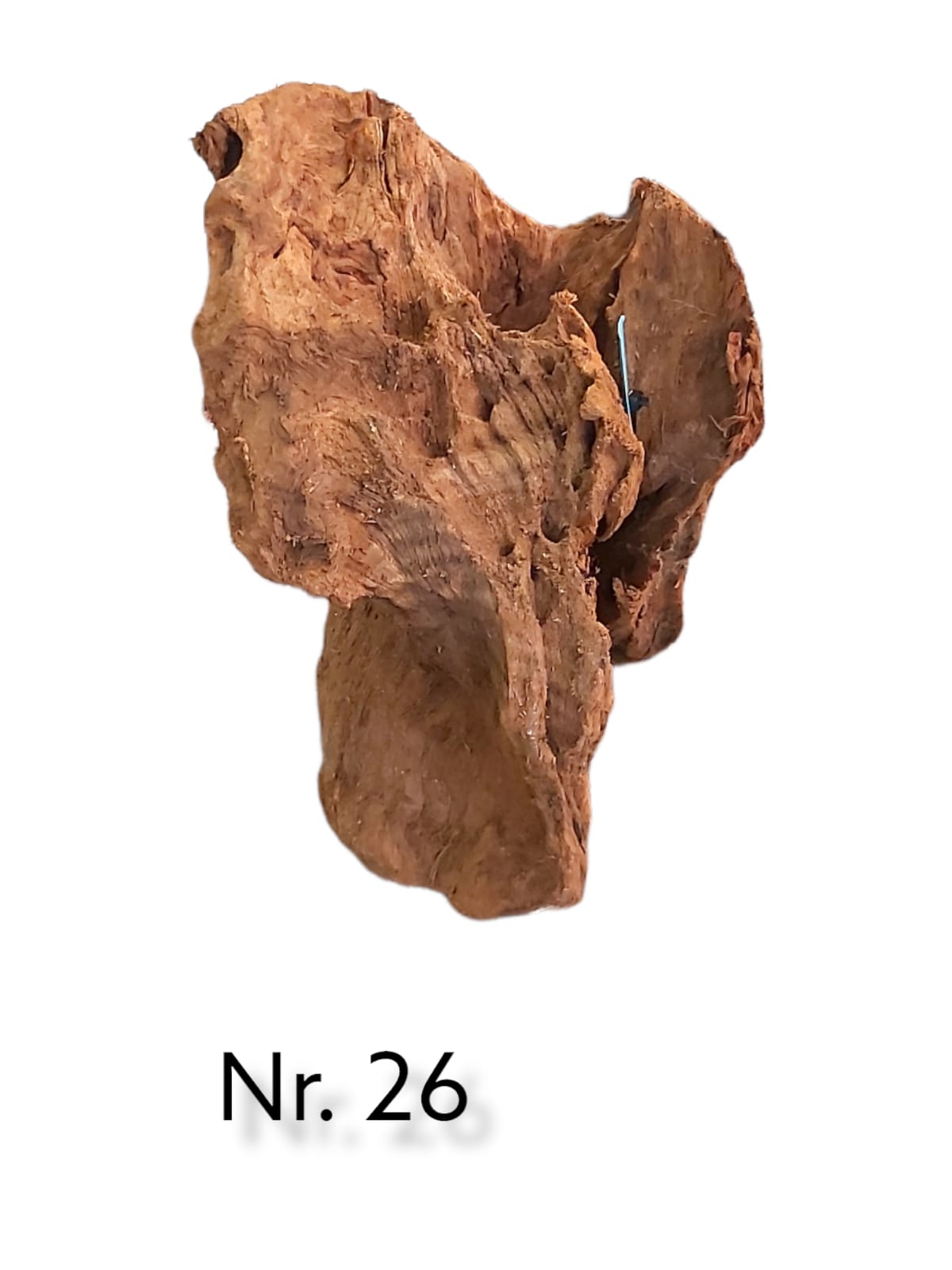 Mangrovenwurzel Nr. 26
