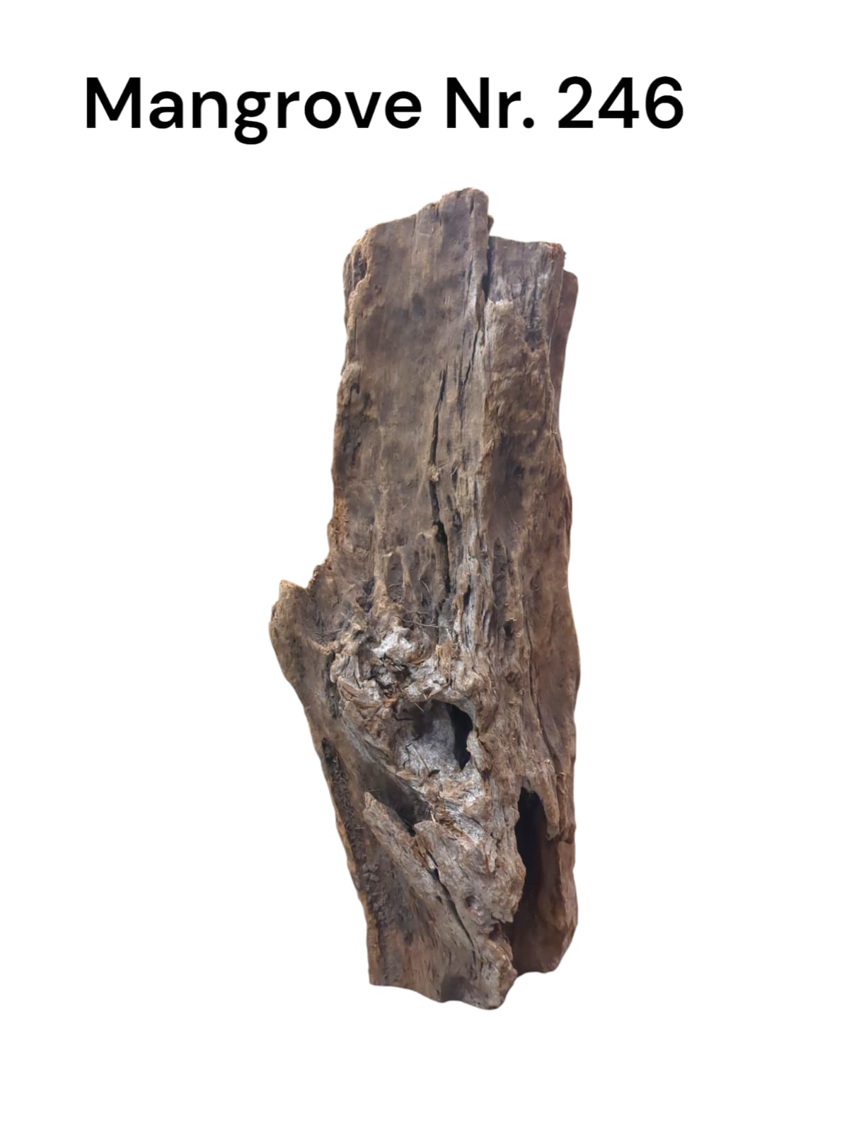 Mangrovenwurzel Nr. 246