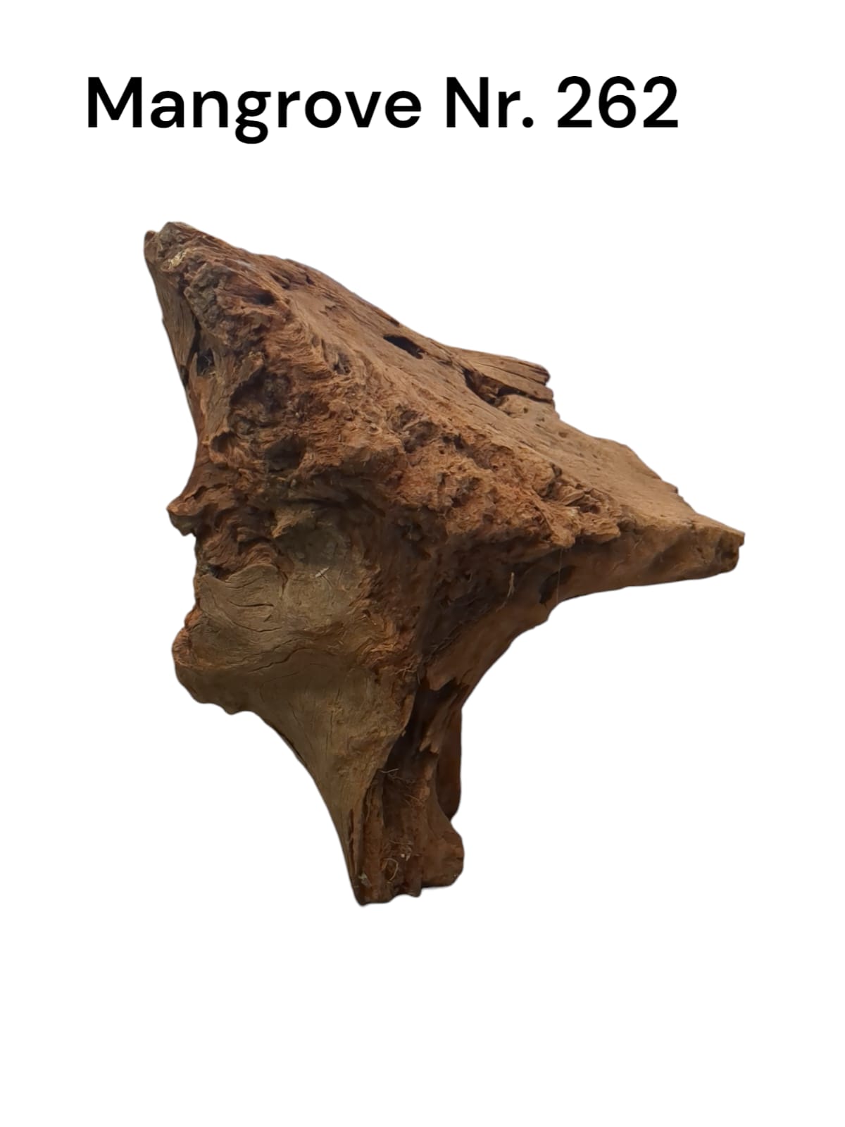 Mangrovenwurzel Nr. 262