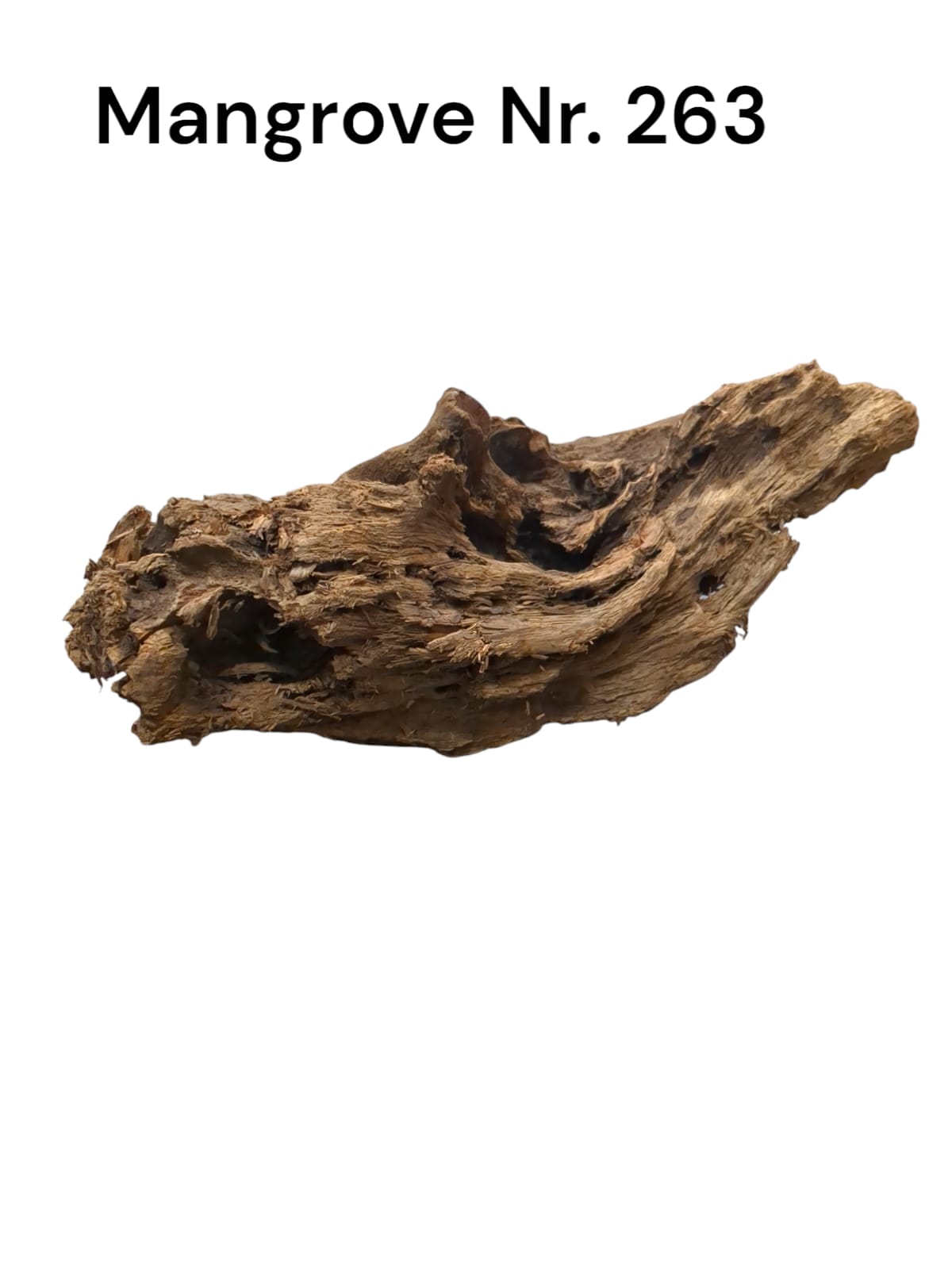 Mangrovenwurzel Nr. 263