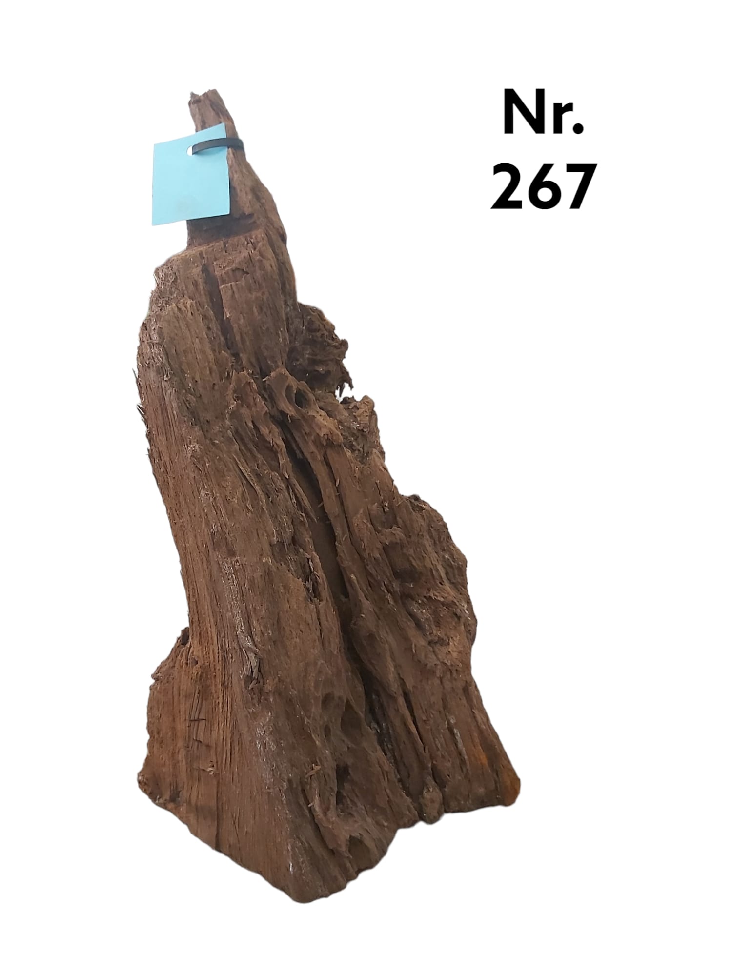 Mangrovenwurzel Nr. 267