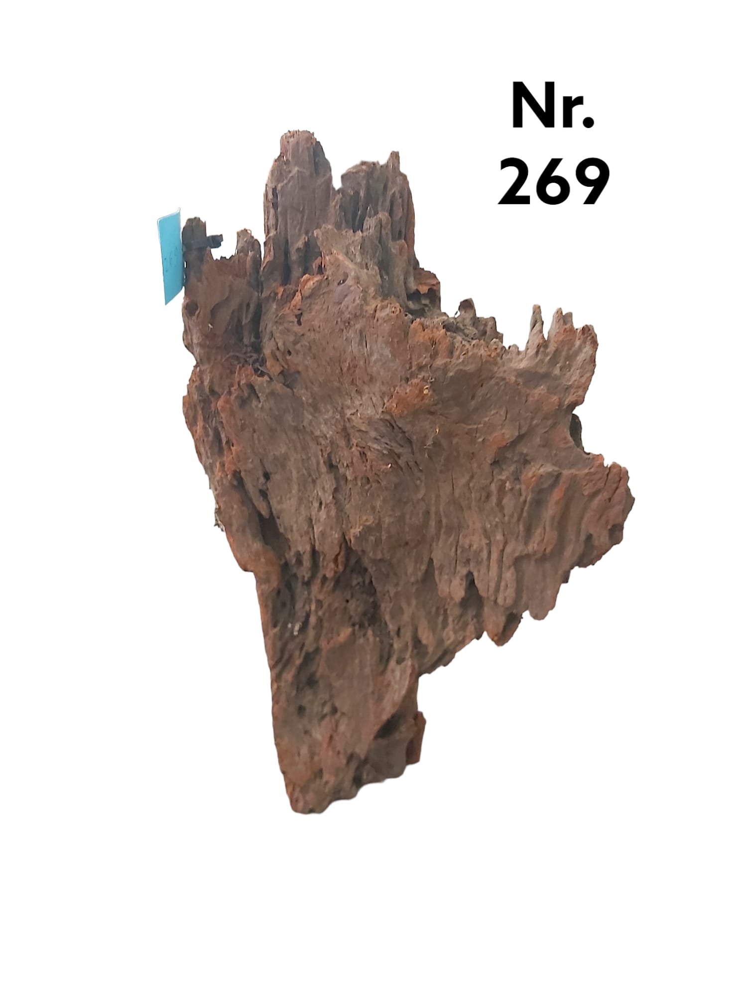 Mangrovenwurzel Nr. 269