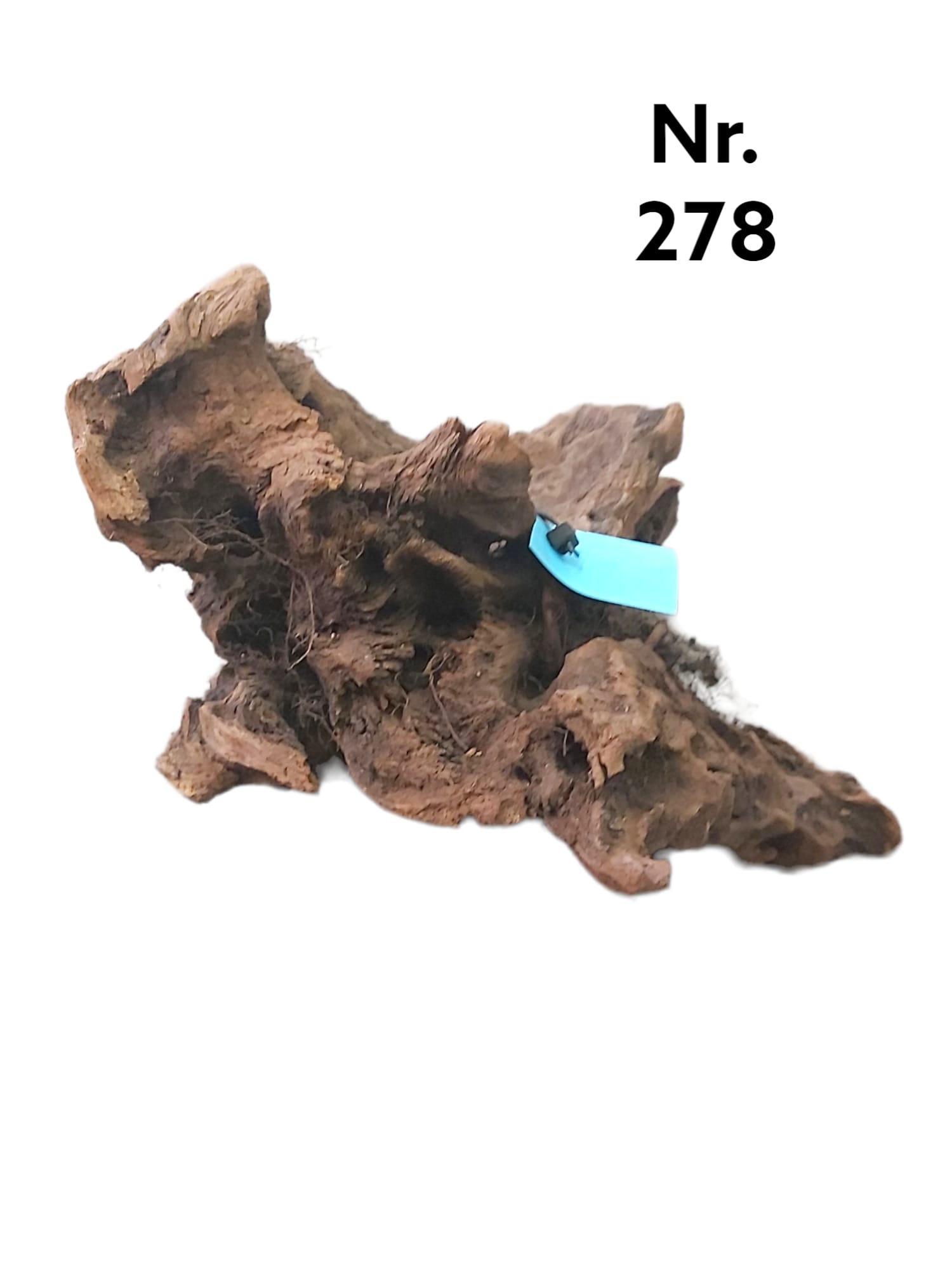 Mangrovenwurzel Nr. 278