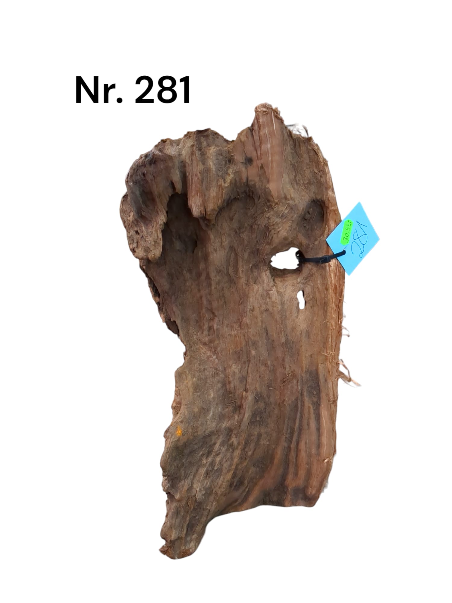 Mangrovenwurzel Nr. 281