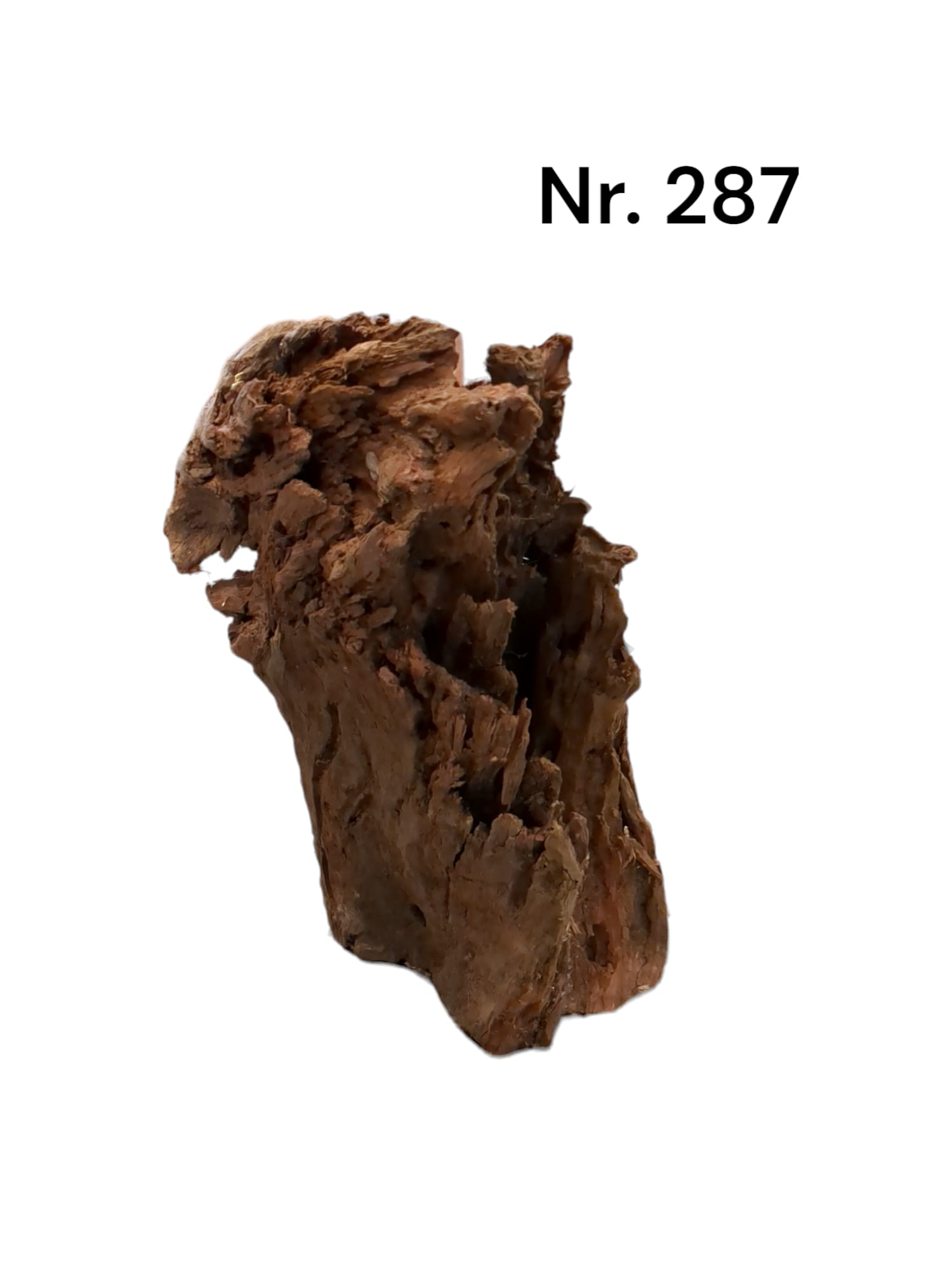 Mangrovenwurzel Nr. 287