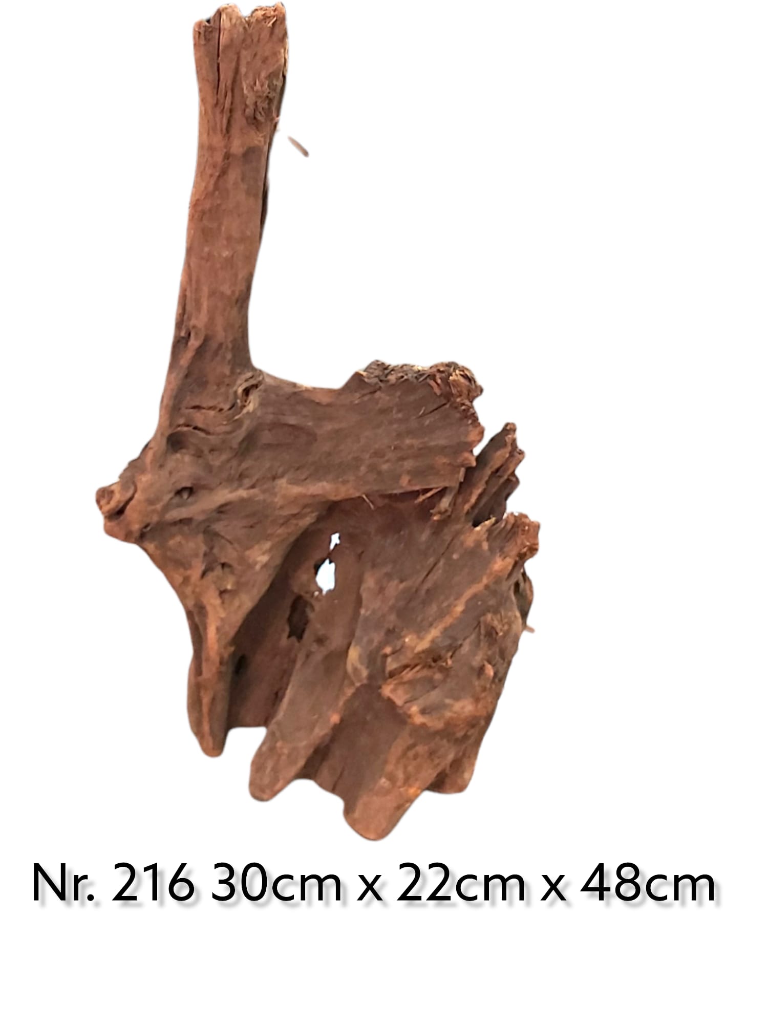 Mangrovenwurzel Nr. 216