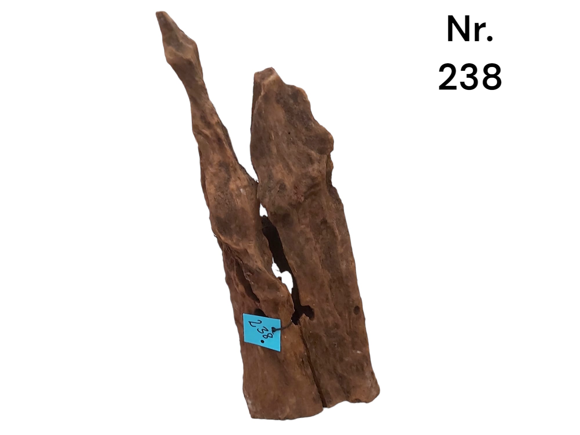 Mangrovenwurzel Nr. 238