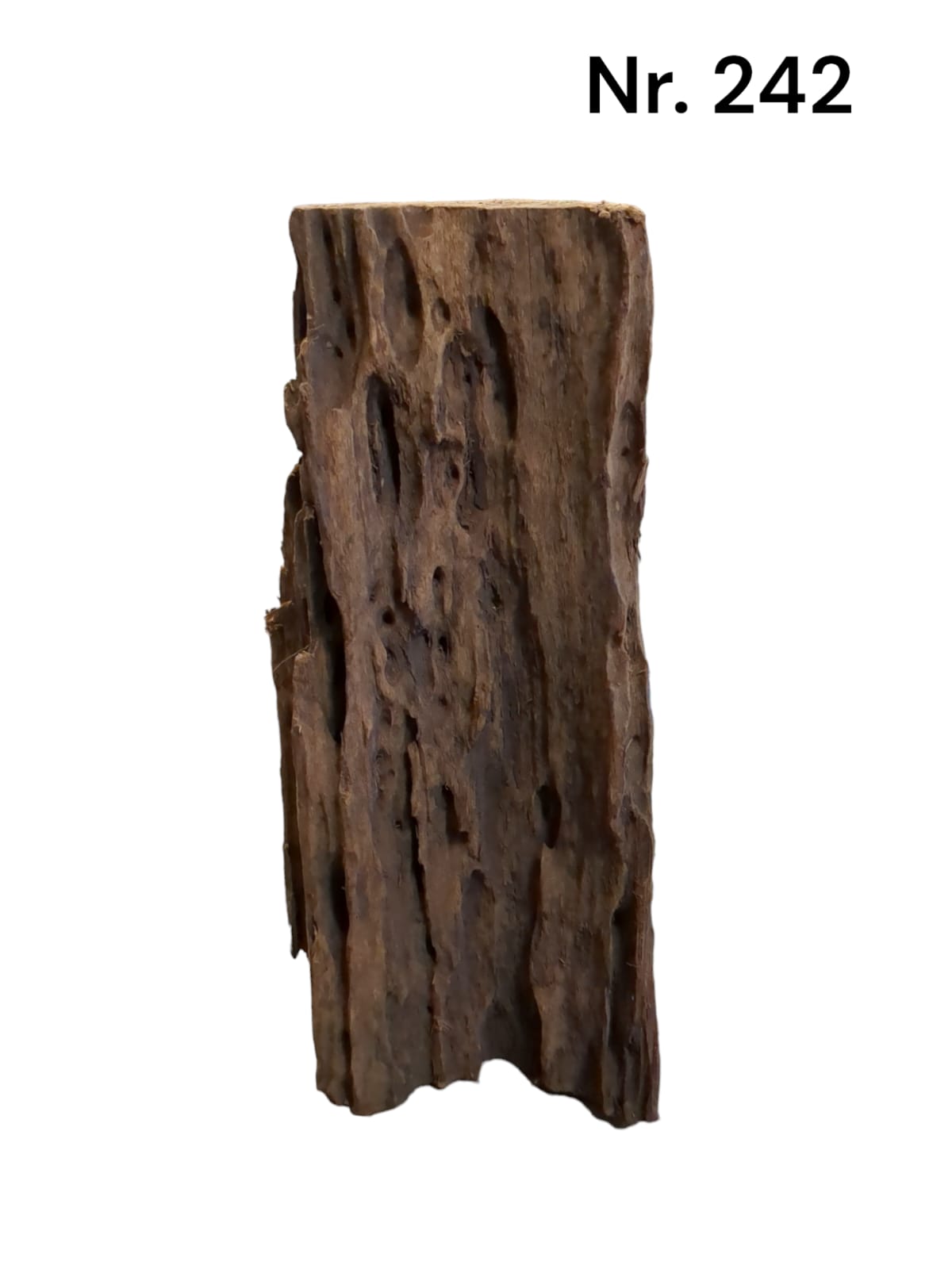 Mangrovenwurzel Nr. 242