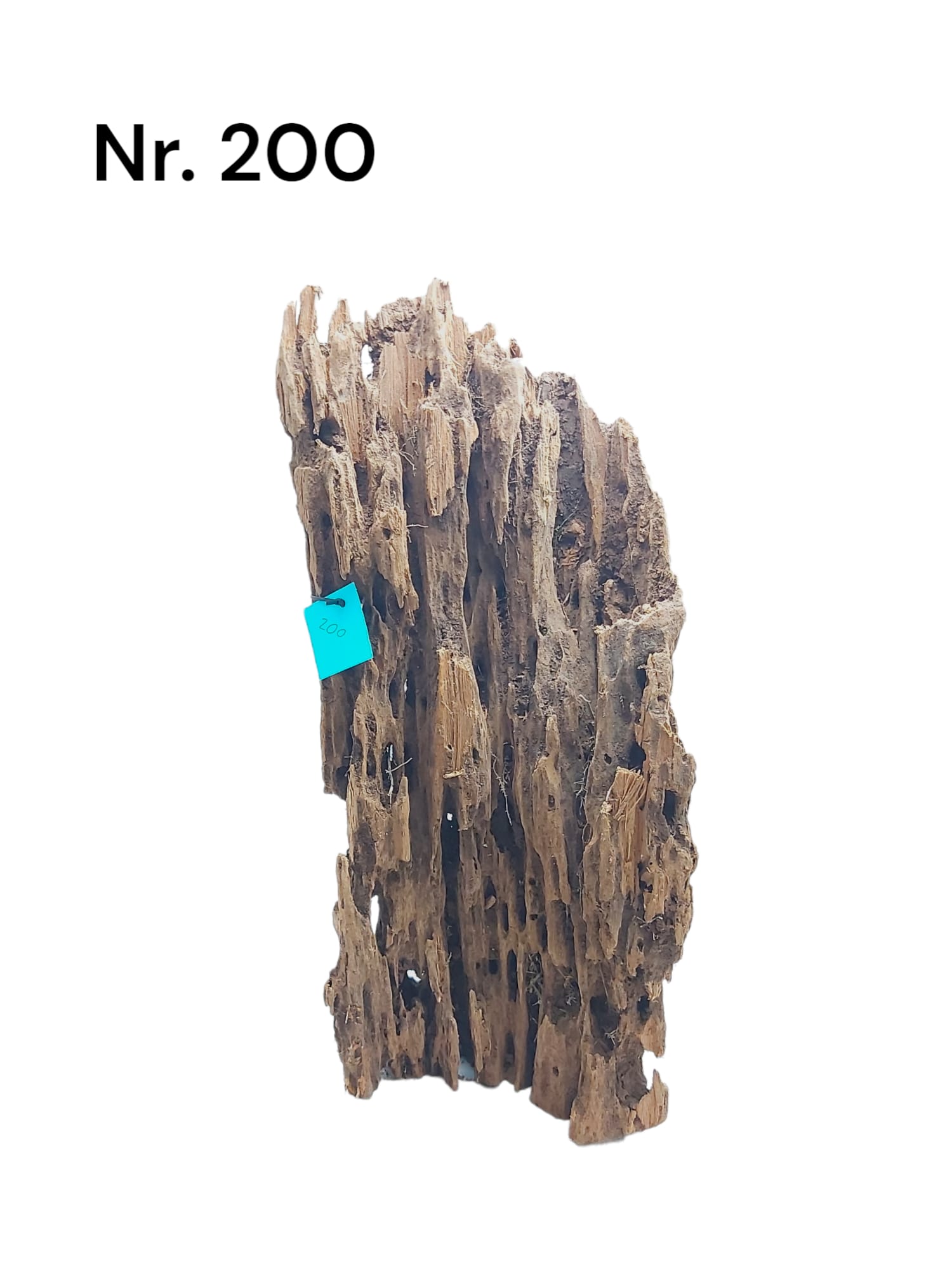 Mangrovenwurzel Nr. 200