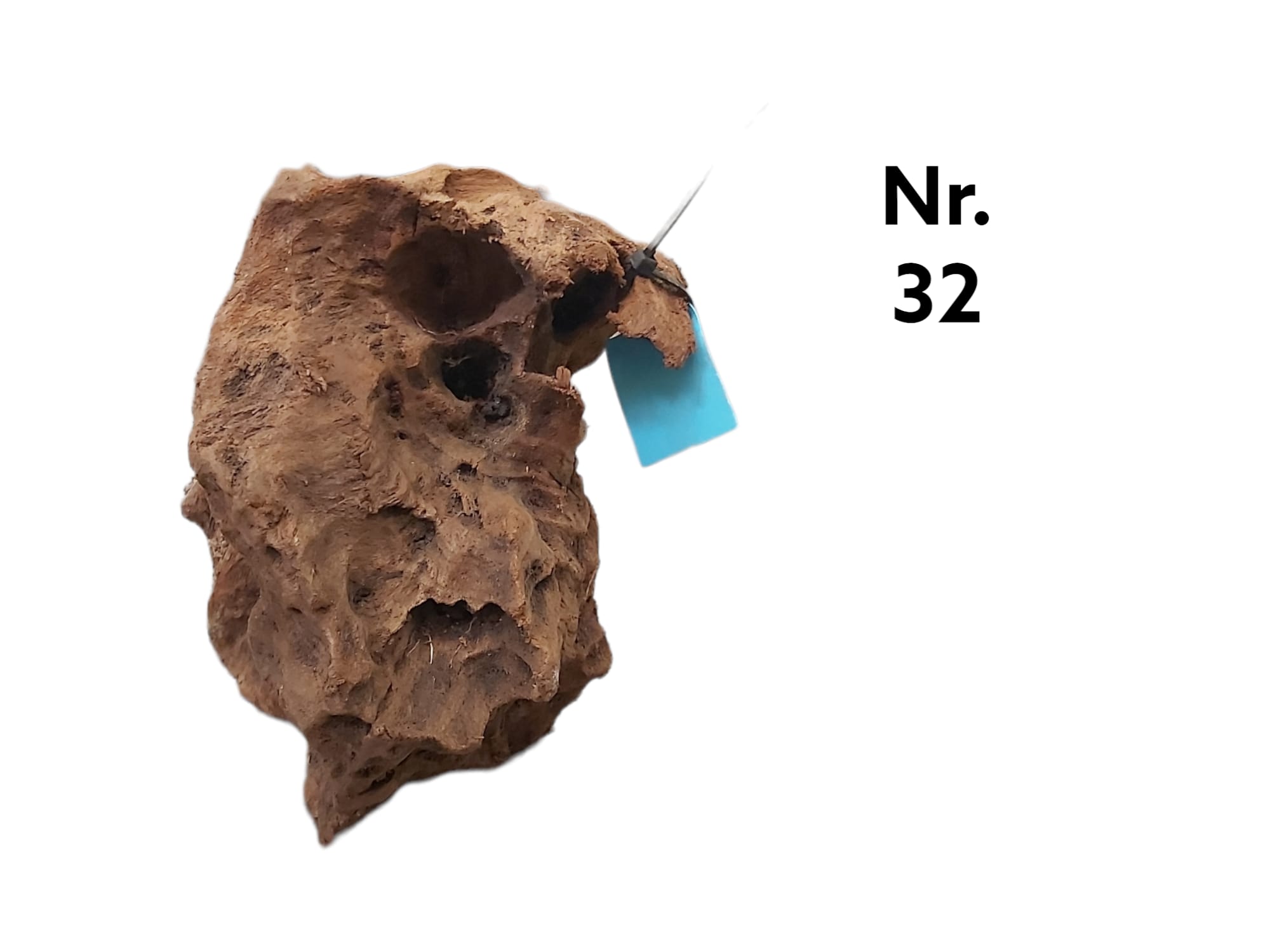 Mangrovenwurzel Nr. 32