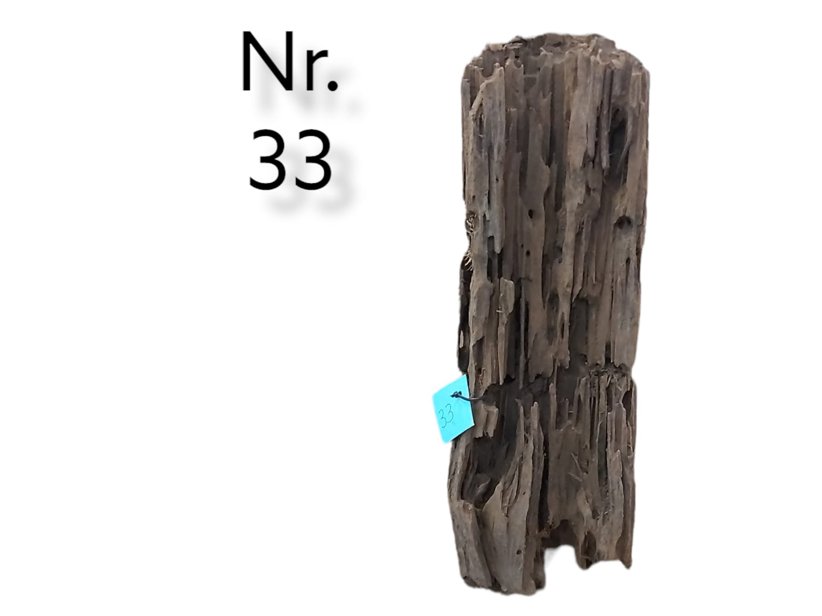 Mangrovenwurzel Nr. 33