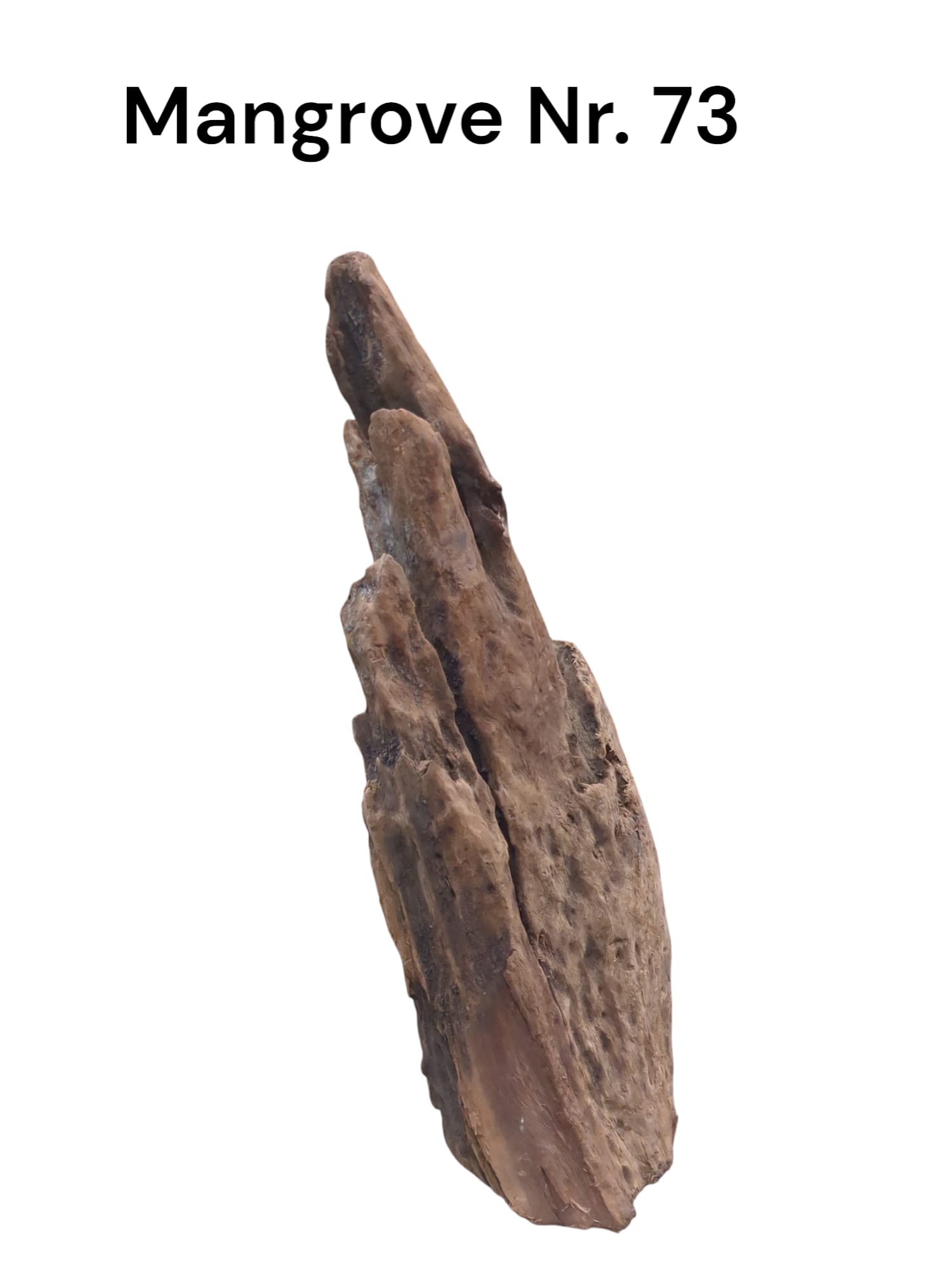 Mangrovenwurzel Nr. 73