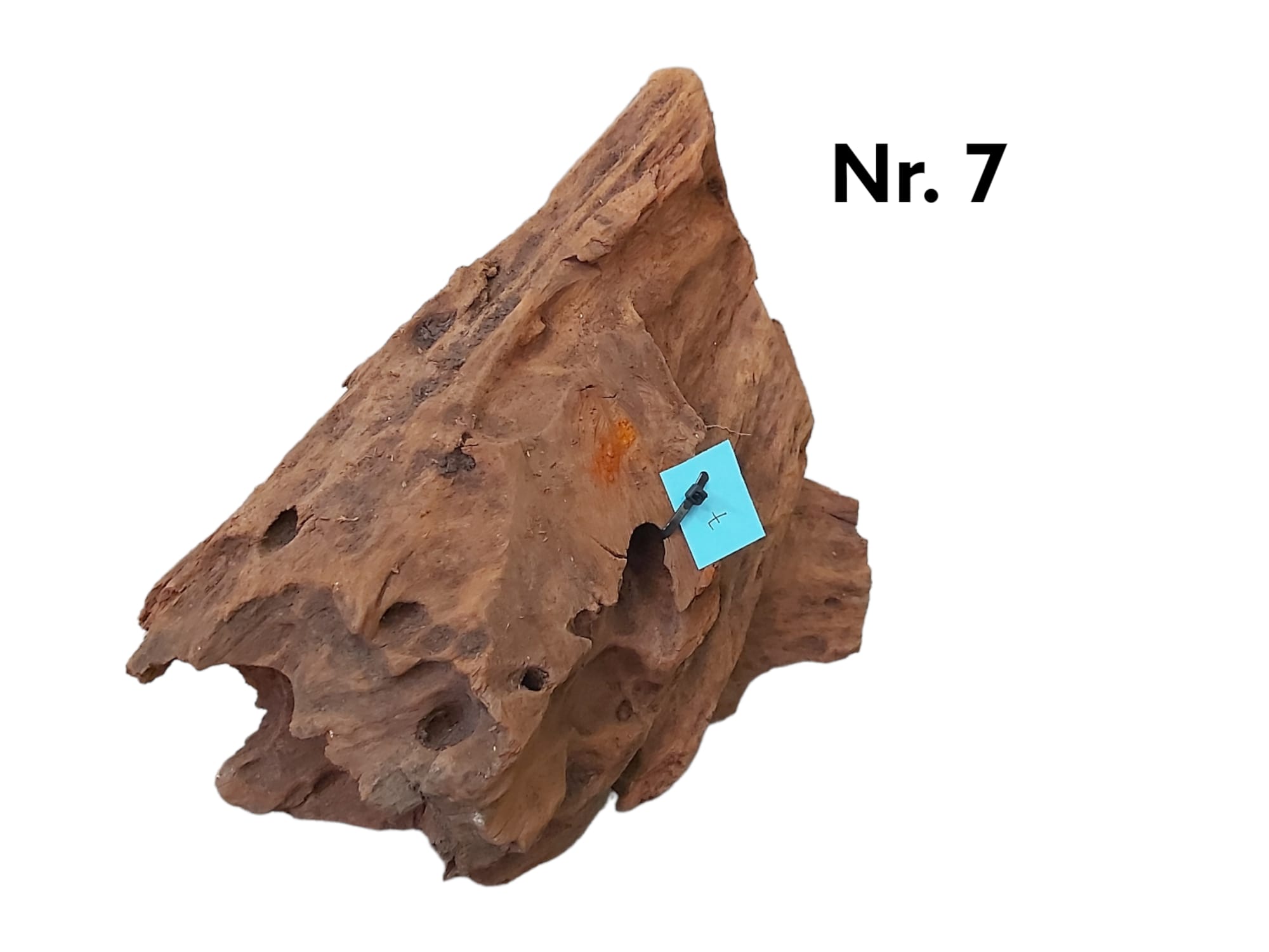 Mangrovenwurzel Nr. 7