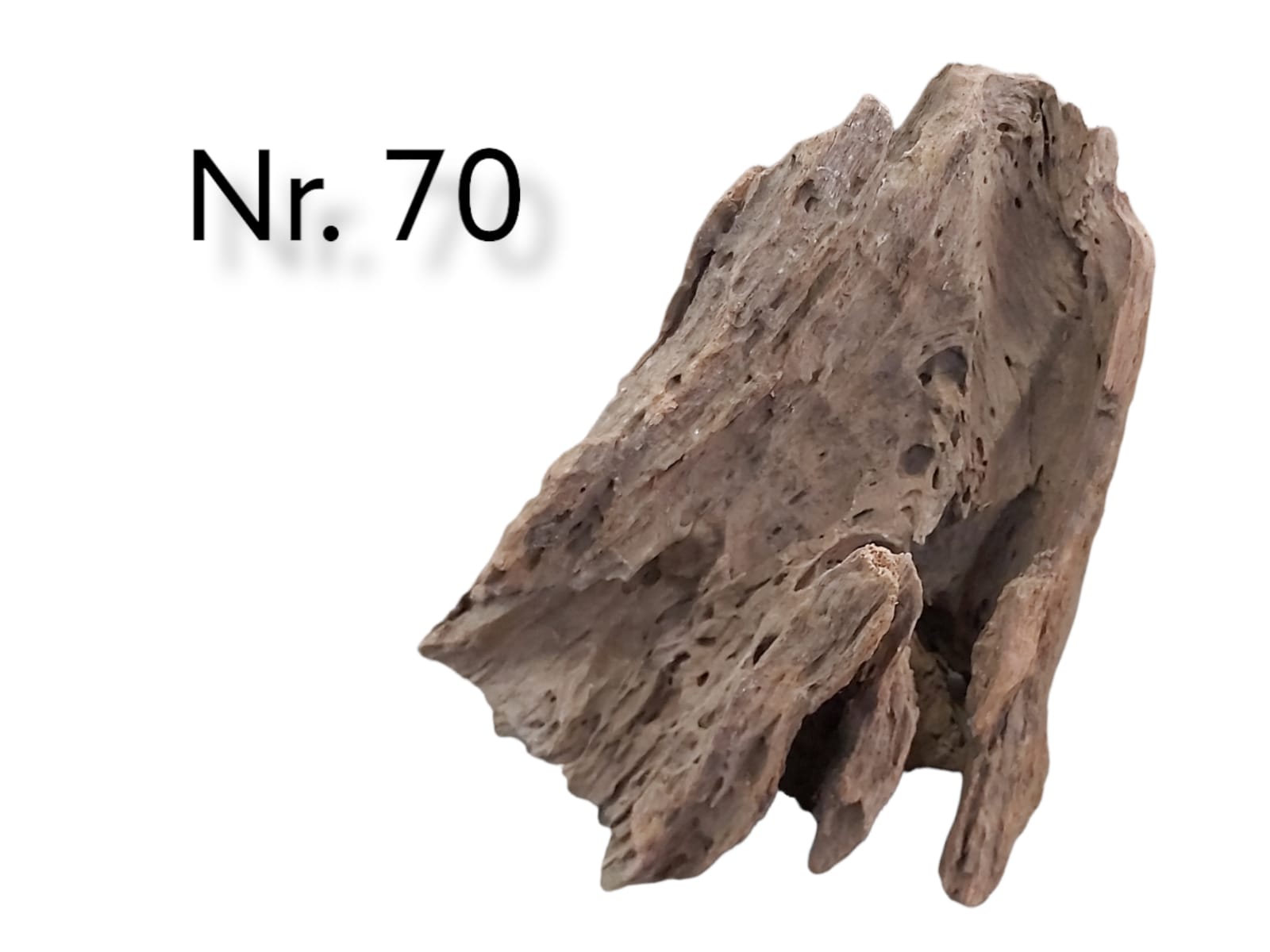 Mangrovenwurzel Nr. 70