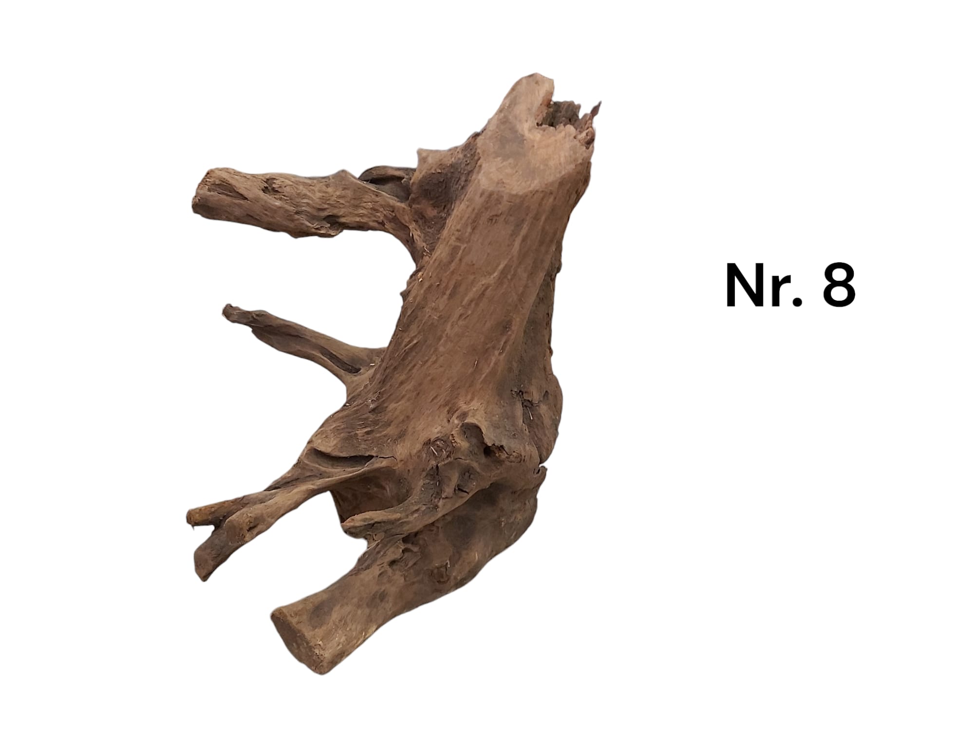 Mangrovenwurzel Nr. 8