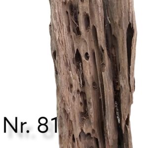 Mangrovenwurzel-Nr-81_.jpg