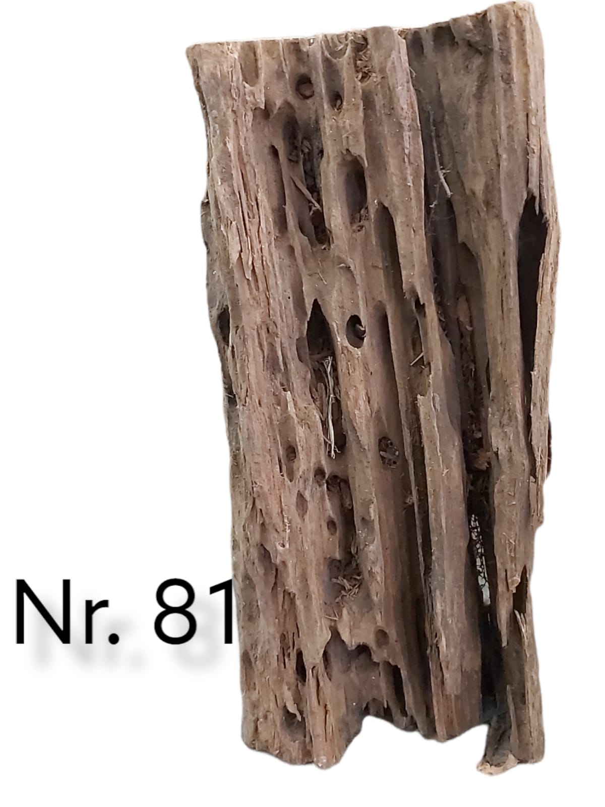 Mangrovenwurzel Nr. 81