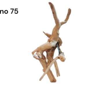 Nano-Fingerwurzel-75.jpg