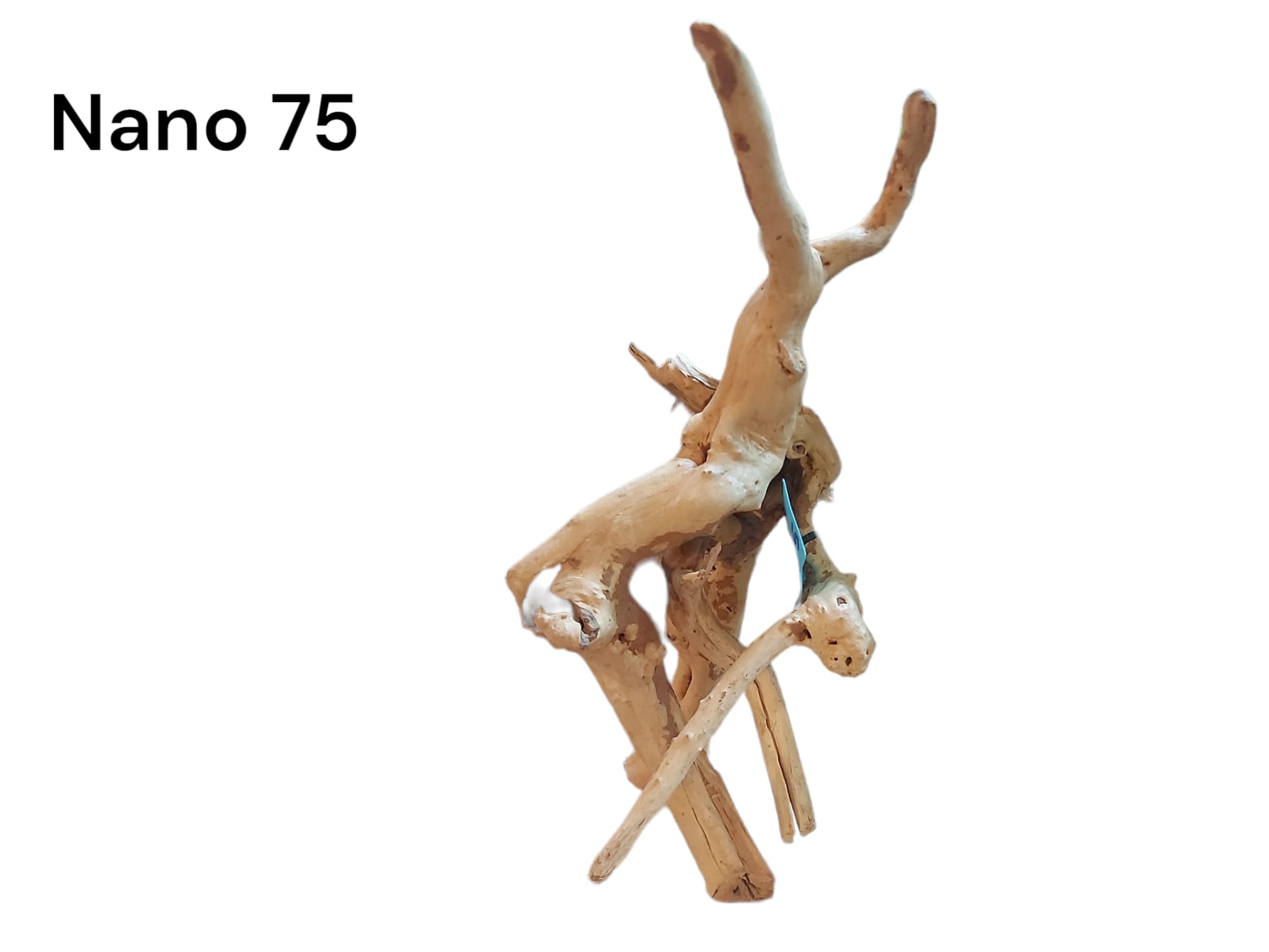 Nano-Fingerwurzel-75.jpg