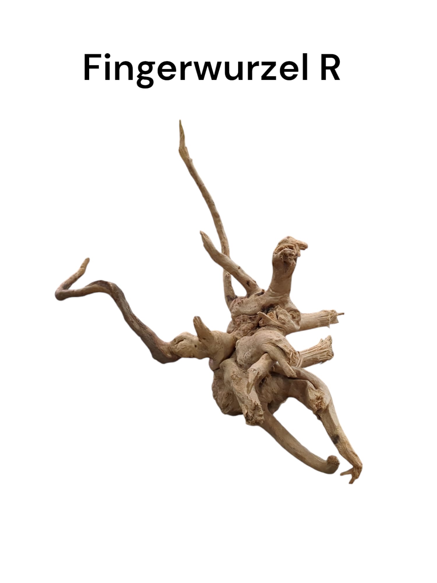 Fingerwurzel R