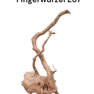 Fingerwurzelz67.jpg